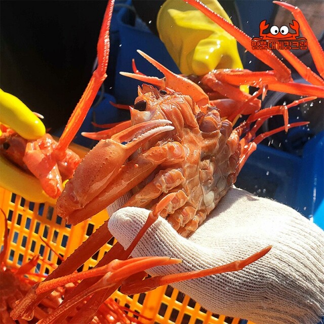 명품대게킹크랩,국내산 왕 설탕홍게 3kg