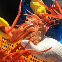 국내산 왕 설탕홍게 3kg