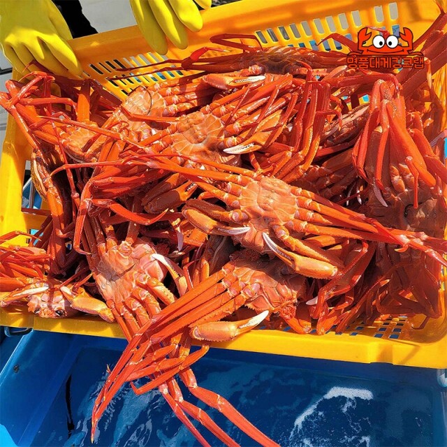 명품대게킹크랩,국내산 왕 설탕홍게 3kg