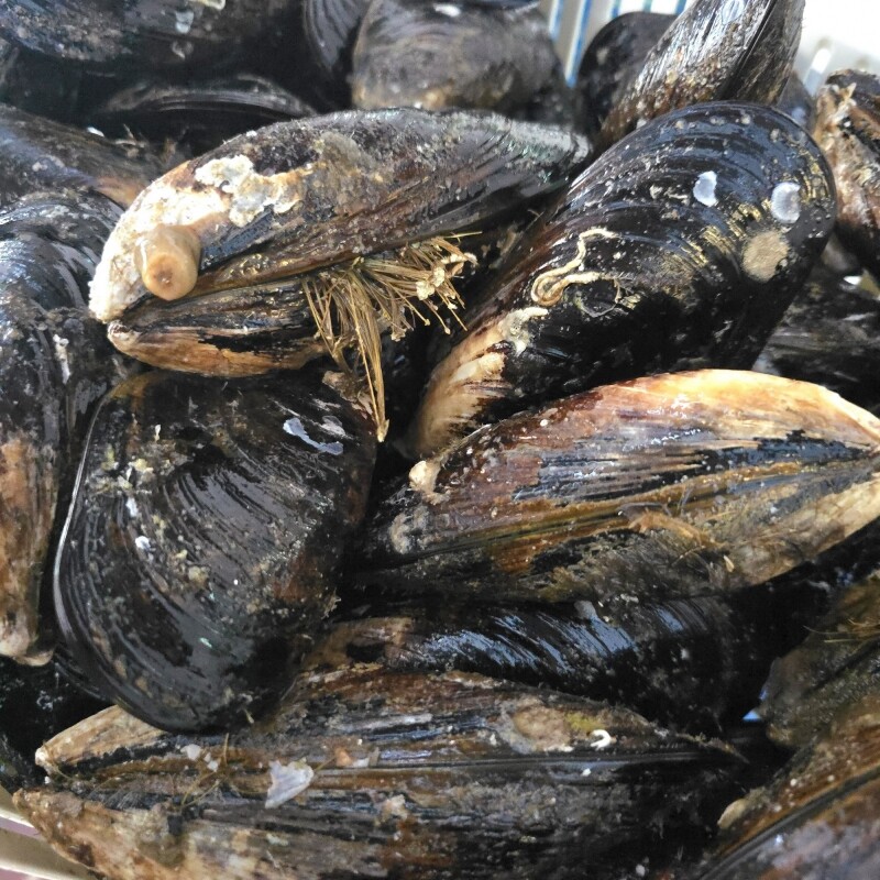 명품대게킹크랩,동해안 자연산 홍합 섭 1kg