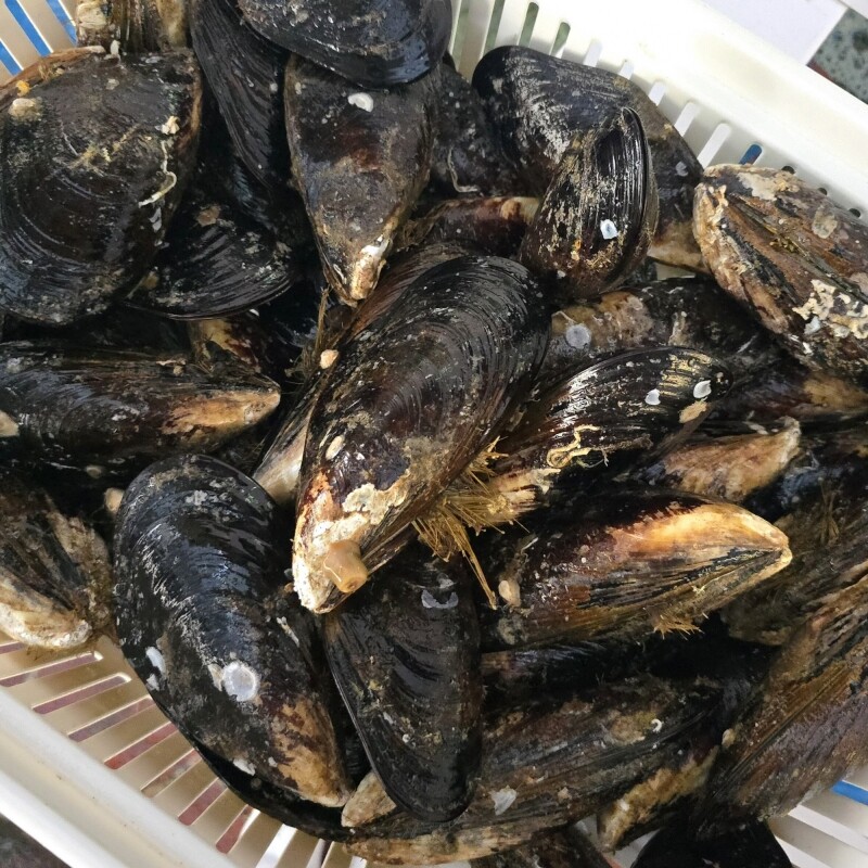 명품대게킹크랩,동해안 자연산 홍합 섭 1kg