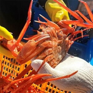혁신도시몰전용★ 국내산 왕 설탕홍게 3kg (6~8마리)